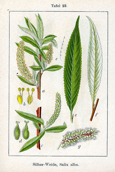 File:Salix alba Sturm04023.jpg