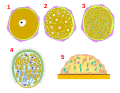 Один из вариантов паренхимульного развития. 1 — яйцо, 2 — хаотическое дробление, 3 — морула, 4 — паренхимула, 5 — метаморфоз