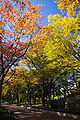 Le Parc Utsubo en automne