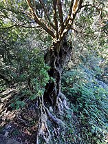 Myrica rubra. Female plant, about 500 years old, 20 meters high, the largest Myrica rubra tree known in Taiwan. 2021/12/11.