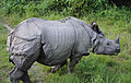 panserneshorn Rhinoceros unicornis