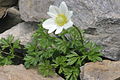 Anemone baldensis