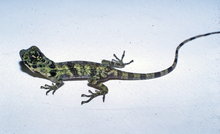 Anolis fraseri.png