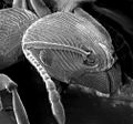 Image 24The head of an ant: Chitin reinforced with sclerotisation (from Arthropod exoskeleton)