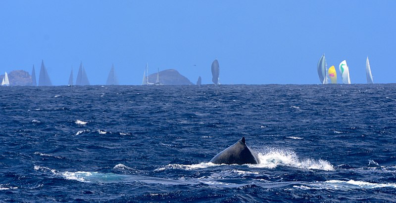 File:Baleine et Bucket 2014.jpg