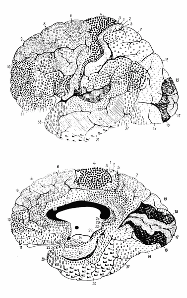 File:Brodmann Cytoarchitectonics.PNG