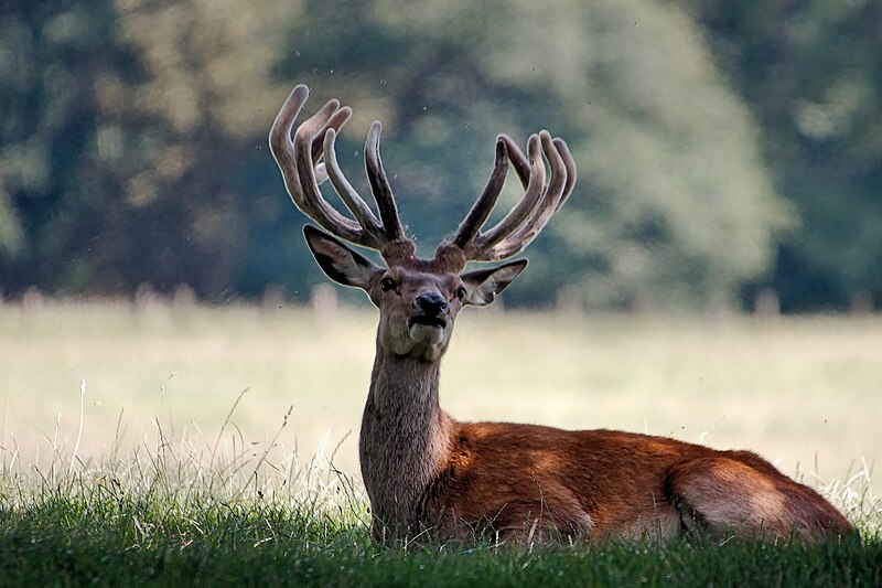 File:Deer - Woburn Abbey Deer Park (35835523234).jpg