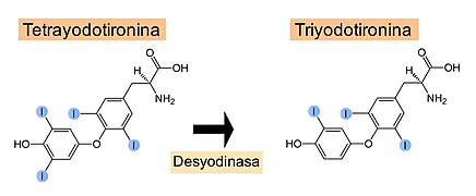 Desyodinasa.jpg