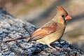 Image 97Female northern cardinal in Central Park