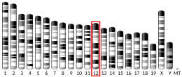 Chromosome 12 (souris)