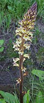 Thistle broomrape