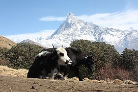 याक र पृष्ठभूमिमा रहेको माछापुच्छ्रे हिमाल