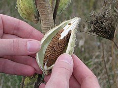 Intérieur d'un fruit immature.