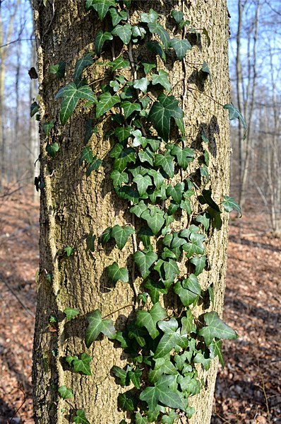 File:Naturschutzgebiet Finkenberg-Lerchenberg - Efeu (3).jpg