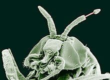 Onchocerca volvulus emerging from a black fly.jpg