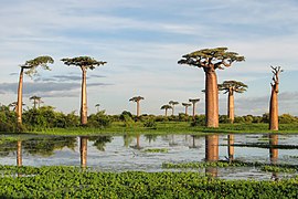 Oktober 2008: Adansonia grandidieri (Baobab) in Madagaskar