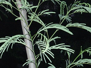 Closed leaves at night