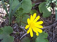 Anemone palmata