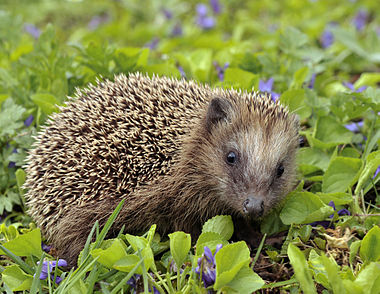 European hedgehog