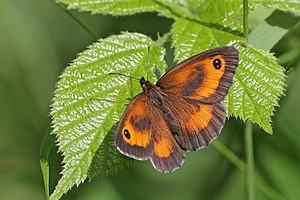 Gatekeeper (Pyronia tithonus) male 2.jpg