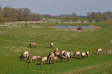 Begrazing door konikpaarden in de Erlecomse Waard