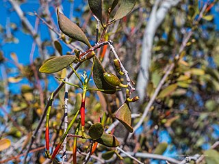 Red corolla on Lysiphyllum gilvum,Burke River floodplain, QLD