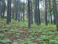 Troodos black pines are 3,000 years old