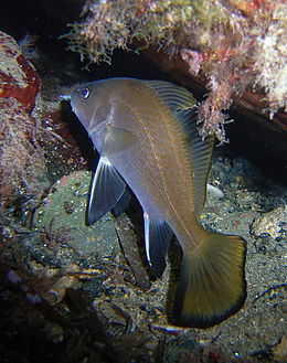 (Sciaena umbra)