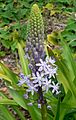 Scilla hyacinthoides