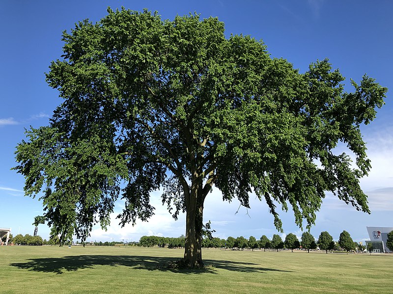 File:Maury Sandy Intramural Fields Lone Tree.jpg