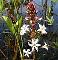 Menyanthes trifoliata