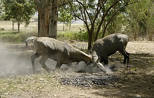 Male nilgais fighting, Lakeshwari, Gwalior district