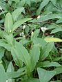 Allium ursinum Plant