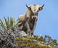 "Charolais_cattle,_Sierra_Nevada,_Venezuela.jpg" by User:Slick-o-bot