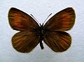 Erebia mnestra