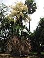 At Foster Botanical Garden, Honolulu, Hawaii