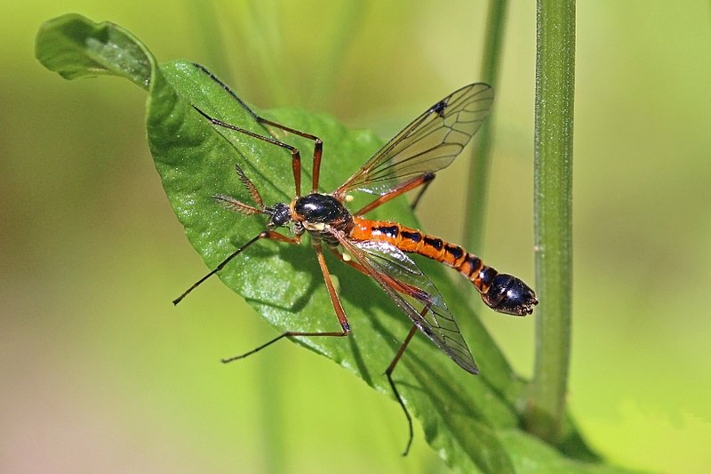 File:Giant sabre comb cranefly (Tanyptera atrata) male.jpg