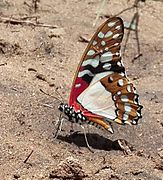 Graphium angolanus00.jpg