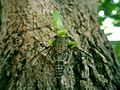 カマキリに捕食されるミンミンゼミ