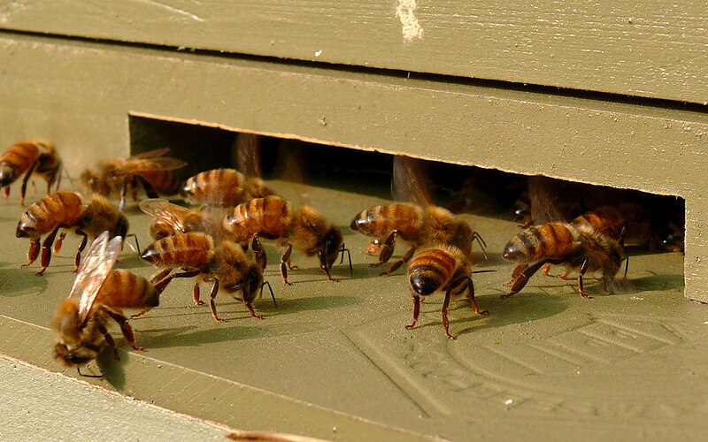 File:Honeybees-27527-1.jpg