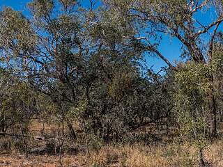 on Lysiphyllum gilvum,Burke River floodplain, QLD