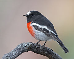 Masklo de Petroica boodang, Knocklofty Reserve, Hobart, Tasmanio.