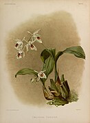 Coelogyne sanderae