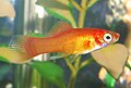 Swordtail Fry (male) at 7 months old