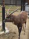 Sitatunga