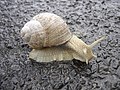 Helix pomatia (Grapevine snail)