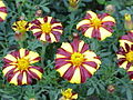 Tagetes patula