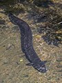 * Nomination: New Zealand longfin eel (Anguilla dieffenbachii) --Charlesjsharp 08:50, 30 October 2024 (UTC) * * Review needed