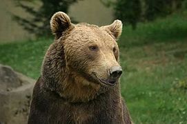 Ursus arctos arctos.