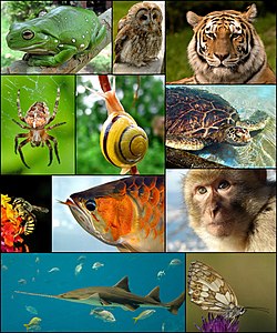 Ülevalt vasakult: austraalia puukonn, kodukakk, siberi tiiger, euroopa ämblik, tigu, roheline merikilpkonn, mesilane, kala, berberiahv, saagkala, liblikas.